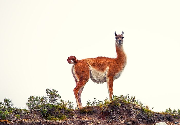 The wild animals of Patagonia