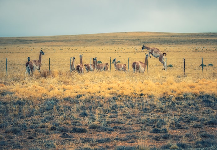 The Guanaco running in the field