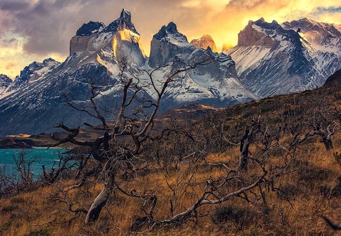 the dead trees from the fire at Torres del Paine